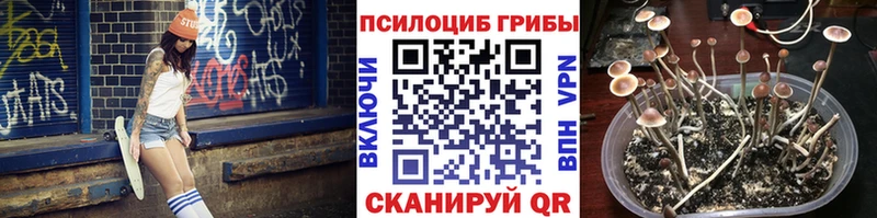 Купить закладки  Ростов-на-Дону  Псилоцибиновые грибы Cubensis